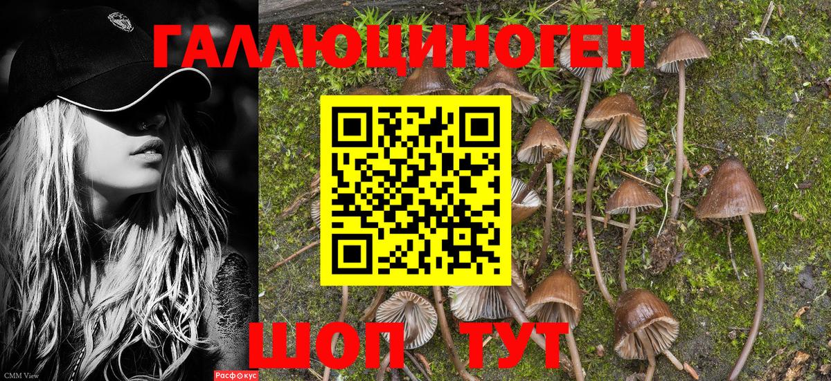 Псилоцибиновые грибы мицелий Большой Камень